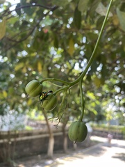 Scutellerini