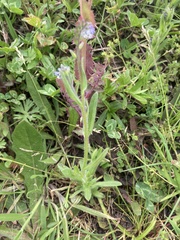 Myosotis discolor