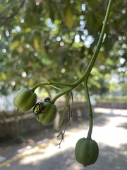 Scutellerini