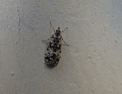 Scoparia exhibitalis