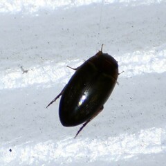 Copelatus chevrolati