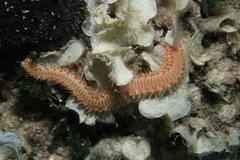Hermodice carunculata