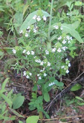 Euphrasia maximowiczii