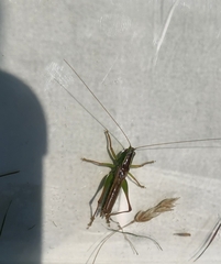 Conocephalus saltans