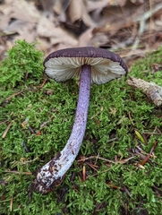 Entoloma allochroum