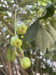 Scutellerini