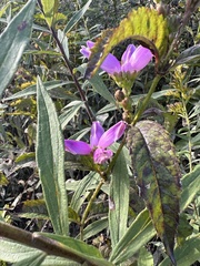 Chelone obliqua