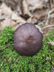 Entoloma allochroum