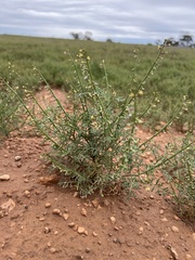 Carrichtera annua