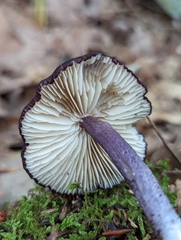 Entoloma allochroum
