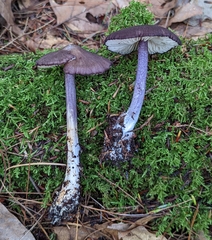 Entoloma allochroum