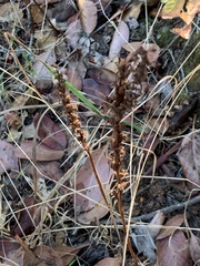 Platanthera transversa