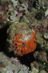 Spondylus gaederopus