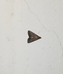 Nodaria externalis