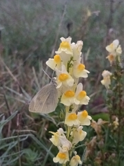 Pieris brassicae