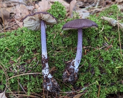 Entoloma allochroum