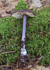 Entoloma allochroum