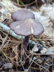 Entoloma allochroum