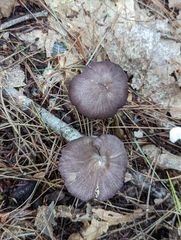Entoloma allochroum