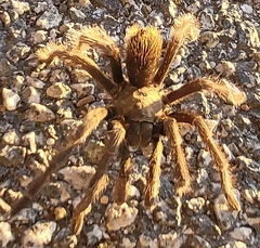 Aphonopelma iodius
