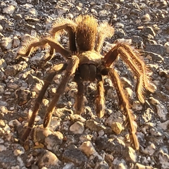 Aphonopelma iodius