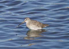 Limnodromus scolopaceus