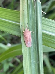 Megarrhamphus tibialis