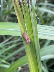 Megarrhamphus tibialis