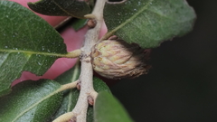 Andricus quercusfoliatus