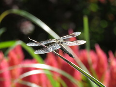 Libellula