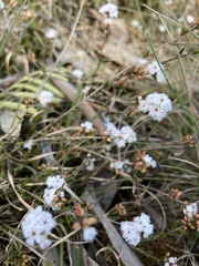 Leucopogon
