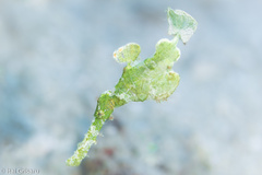 Solenostomus halimeda