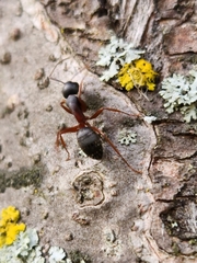 Camponotus herculeanus