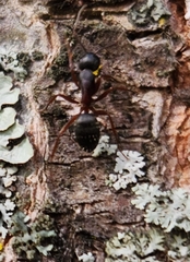 Camponotus herculeanus