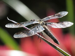 Libellula