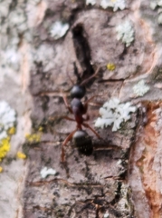 Camponotus herculeanus