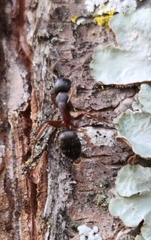 Camponotus herculeanus