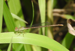 Ceriagrion aeruginosum
