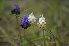 Muscari commutatum