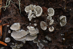 Entoloma byssisedum