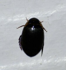 Thermonectus basillaris basillaris