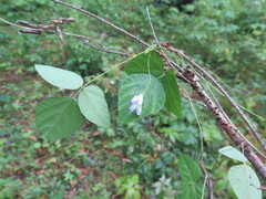 Amphicarpaea edgeworthii