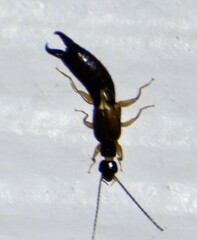Euborellia annulipes