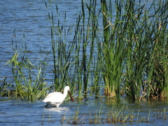 Platalea leucorodia
