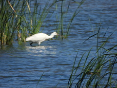 Platalea leucorodia