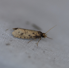 Amydria effrenatella