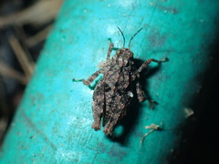 Paratettix mexicanus