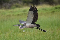 Ardea melanocephala