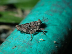 Paratettix mexicanus