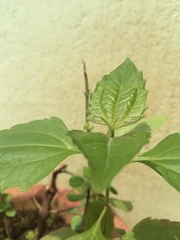 Chromolaena odorata